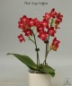 Phal. Sogo Saffron 2.5''