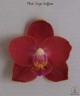 Phal. Sogo Saffron 2.5''