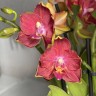 Phal. Sogo Saffron 2.5''