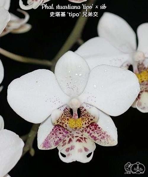 Phal. stuartiana 'tipo' × sib 2.5''