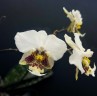 Phal. stuartiana 'tipo' × sib 2.5''