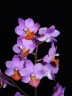 Phal. Liu's Triprince 'Pink' 2.5" УЦЕНКА (механическое повреждение листьев)
