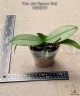 Phal. Liu's Triprince 'Pink' 2.5" УЦЕНКА (механическое повреждение листьев)