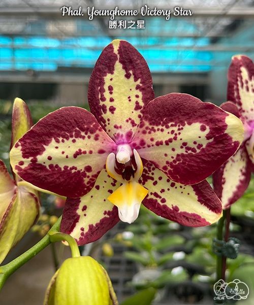 Phal. Younghome Victory Star 2.5''