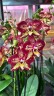 Phal. Younghome Victory Star 2.5''