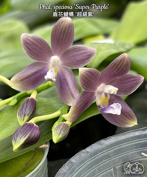 Phal. speciosa 'Super Purple' 2.5" УЦЕНКА (нет нижн. лист.)