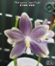 Phal. speciosa 'Super Purple' 2.5" УЦЕНКА (нет нижн. лист.)