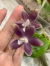 Phal. speciosa 'Super Purple' 2.5" УЦЕНКА (нет нижн. лист.)