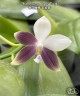 Phal. speciosa 'Super Purple' 2.5" УЦЕНКА (нет нижн. лист.)