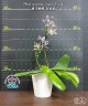 Phal. speciosa 'Super Purple' 2.5" УЦЕНКА (нет нижн. лист.)
