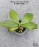 Phal. speciosa 'Super Purple' 2.5" УЦЕНКА (нет нижн. лист.)