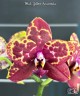 Phal. Yellow Anaconda 2.5'' УЦЕНКА (нет нижн. лист. мало корней)
