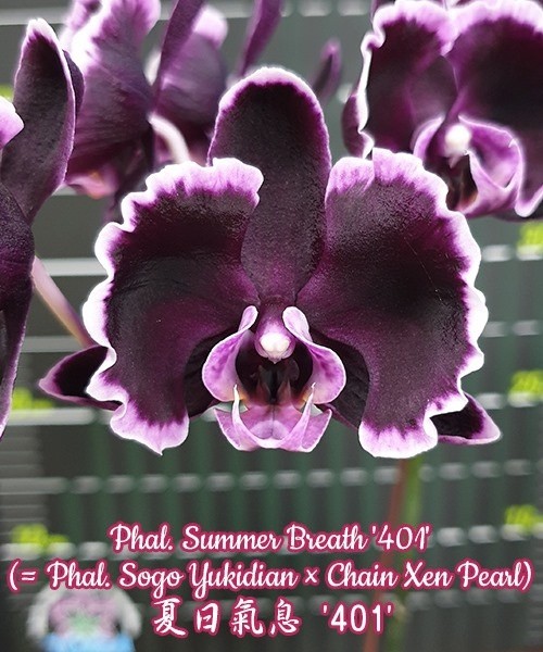 Phal. Summer Breath (= Sogo Yukidian × Chian Xen Pearl) 2.8'' УЦЕНКА (мех. повр. лист.)