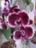 Phal. Summer Breath (= Sogo Yukidian × Chian Xen Pearl) 2.8'' УЦЕНКА (мех. повр. лист.)