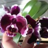 Phal. Summer Breath (= Sogo Yukidian × Chian Xen Pearl) 2.8'' УЦЕНКА (мех. повр. лист.)