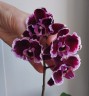 Phal. Summer Breath (= Sogo Yukidian × Chian Xen Pearl) 2.8'' УЦЕНКА (мех. повр. лист.)
