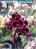 Phal. Summer Breath (= Sogo Yukidian × Chian Xen Pearl) 2.8'' УЦЕНКА (мех. повр. лист.)