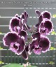 Phal. Summer Breath (= Sogo Yukidian × Chian Xen Pearl) 2.8'' УЦЕНКА (мех. повр. лист.)