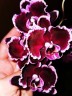 Phal. Summer Breath (= Sogo Yukidian × Chian Xen Pearl) 2.8'' УЦЕНКА (мех. повр. лист.)