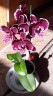 Phal. Summer Breath (= Sogo Yukidian × Chian Xen Pearl) 2.8'' УЦЕНКА (мех. повр. лист.)