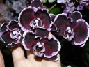 Phal. Summer Breath (= Sogo Yukidian × Chian Xen Pearl) 2.8'' УЦЕНКА (мех. повр. лист.)
