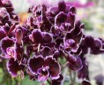 Phal. Summer Breath (= Sogo Yukidian × Chian Xen Pearl) 2.8'' УЦЕНКА (мех. повр. лист.)