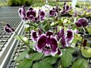 Phal. Summer Breath (= Sogo Yukidian × Chian Xen Pearl) 2.8'' УЦЕНКА (мех. повр. лист.)