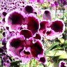 Phal. Summer Breath (= Sogo Yukidian × Chian Xen Pearl) 2.8'' УЦЕНКА (мех. повр. лист.)