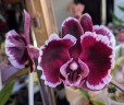 Phal. Summer Breath (= Sogo Yukidian × Chian Xen Pearl) 2.8'' УЦЕНКА (мех. повр. лист.)