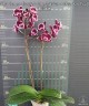 Phal. Summer Breath (= Sogo Yukidian × Chian Xen Pearl) 2.8'' УЦЕНКА (мех. повр. лист.)