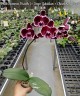 Phal. Summer Breath (= Sogo Yukidian × Chian Xen Pearl) 2.8'' УЦЕНКА (мех. повр. лист.)