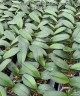 Phal. Summer Breath (= Sogo Yukidian × Chian Xen Pearl) 2.8'' УЦЕНКА (мех. повр. лист.)