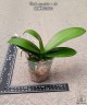 Phal. equestris × sib 2.5''