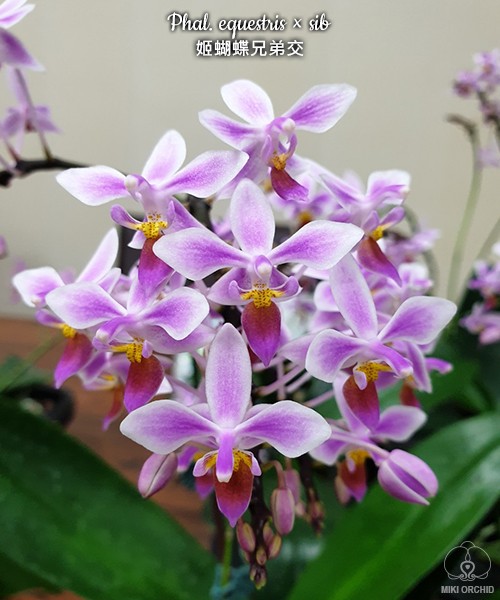 Phal. equestris × sib 2.5''
