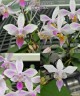 Phal. equestris × sib 2.5''
