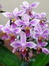 Phal. equestris × sib 2.5''