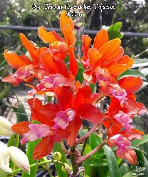 Ryc .Taiwan Firecracker 'Popcorn' 2.5''