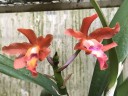 Ryc .Taiwan Firecracker 'Popcorn' 2.5''