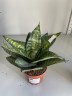 Sansevieria Tiger Star (Ø 9 см)