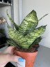 Sansevieria Tiger Star (Ø 9 см)