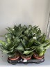 Sansevieria Tiger Star (Ø 9 см)