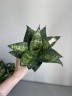 Sansevieria Tiger Star (Ø 9 см)