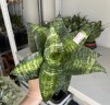 Sansevieria Tiger Star (Ø 9 см)