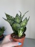 Sansevieria Tiger Star (Ø 9 см)