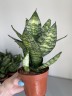 Sansevieria Tiger Star (Ø 9 см)