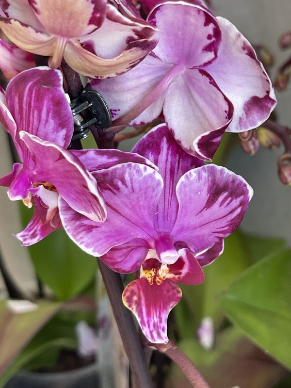 Phal. Champion Colorful 2.5''