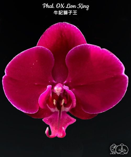 Phal. OX Lion King 2.5''