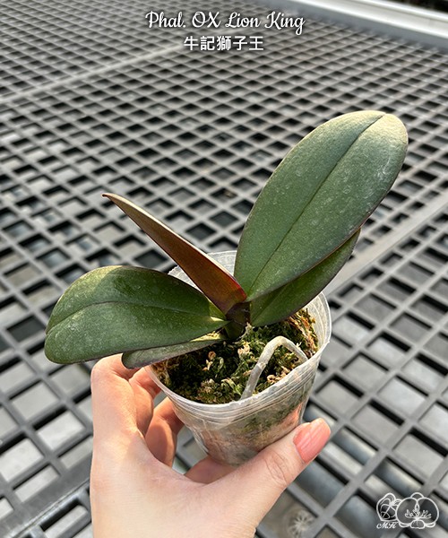 Phal. OX Lion King 2.5