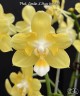 Phal. Lioulin L Stars (peloric) 2.5''