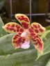 Phal. Almanis × sib 2.5''